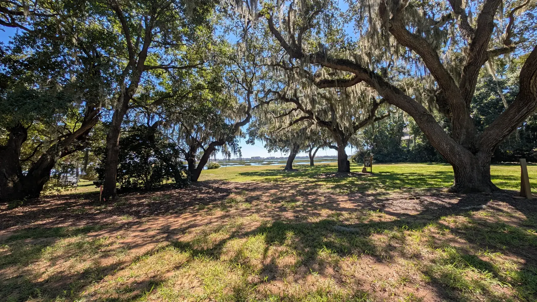 Live oaks draped in Spanish moss opening onto the Murrells Inlet salt marsh
